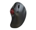Maus